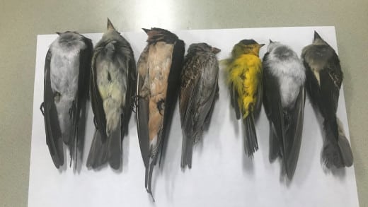 Ανησυχούν οι επιστήμονες από τα χιλιάδες νεκρά πουλιά