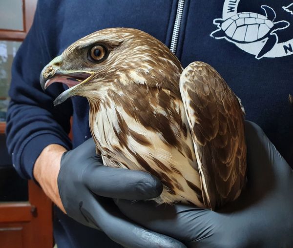 Αρπακτικό πτηνό βρέθηκε πυροβολημένο στον Καλύξυλο