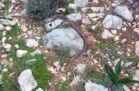 Ένα φίδι κυκλοφορούσε, χειμώνα καιρό, στη Χώρα Νάξου