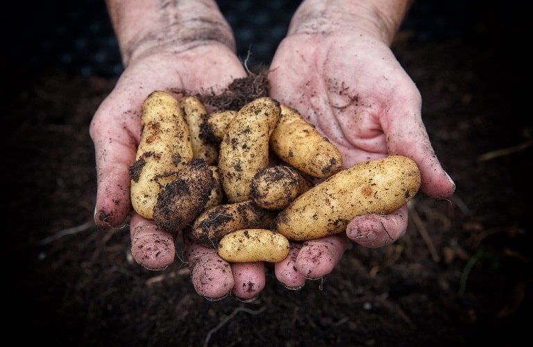 Σεμινάριο «Τα πάντα για την πατάτα» με την συμμετοχή της ΕΑΣ Νάξου