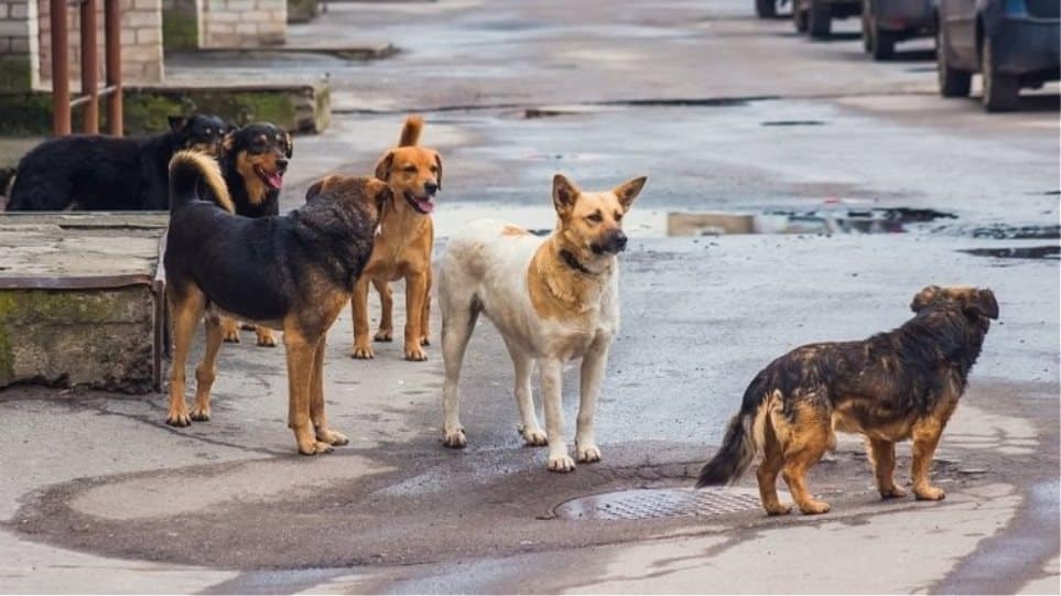 Στο αυτόφωρο αντιδήμαρχος για τα αδέσποτα - ΚΕΔΕ: "Η σύλληψη... Το νέο θεσμικό πλαίσιο για τα ζώα συντροφιάς"