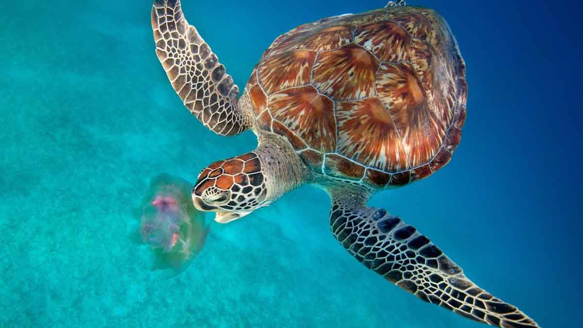 Ο Μάριος η χελώνα καταβροχθίζει 100 μωβ μέδουσες σε μισή ώρα και τις διώχνει από τα νερά της Νάξου