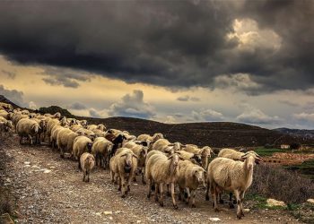 Νάξος-Κτηνοτροφική Ένωση Φιλωτίου: Εκλογές για την ανάδειξη του νέου Δ.Σ.