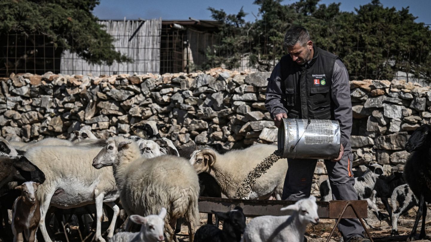 Γ. Βλασερός: «Επιτακτική η επίλυση των μεγάλων προβλημάτων της ελληνικής κτηνοτροφίας ώστε να μην οδηγηθούμε στην ερήμωση των νησιών»