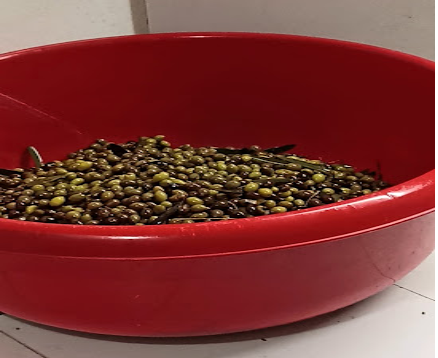 Νάξος: Παραγωγή Extra παρθένου ελαιόλαδου υψηλής ποιότητας - Μέρος 2ον: Αποθήκευση και διατήρηση της ποιότητας του ελαιοκάρπου όλο το χρόνο